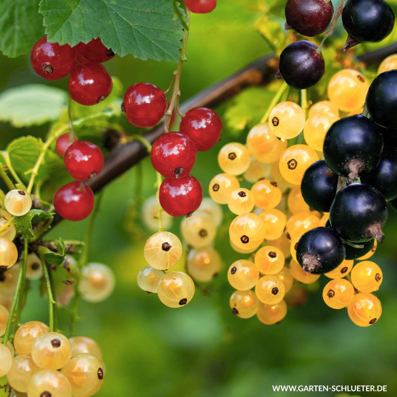 Johannisbeeren Trio - 3 Sorten in einem Topf von Garten Schlüter