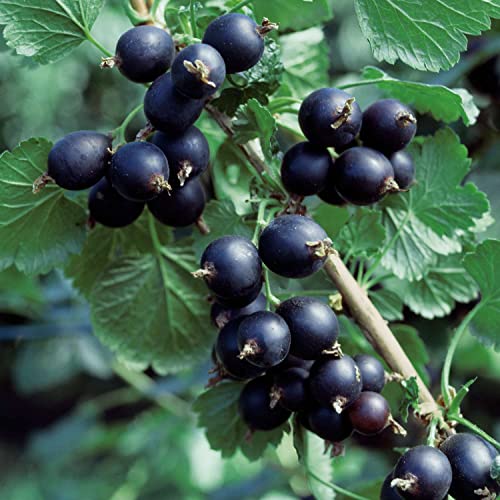 Jostabeere - Hochstamm Jostabeere - Hochstamm von Garten Schlüter