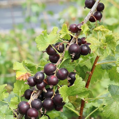 Jostabeere 'Jodeli® Confi®Beere' - Weiterentwicklung der Jostabeere - große Beeren - im 3 Liter Topf von Garten Schlüter