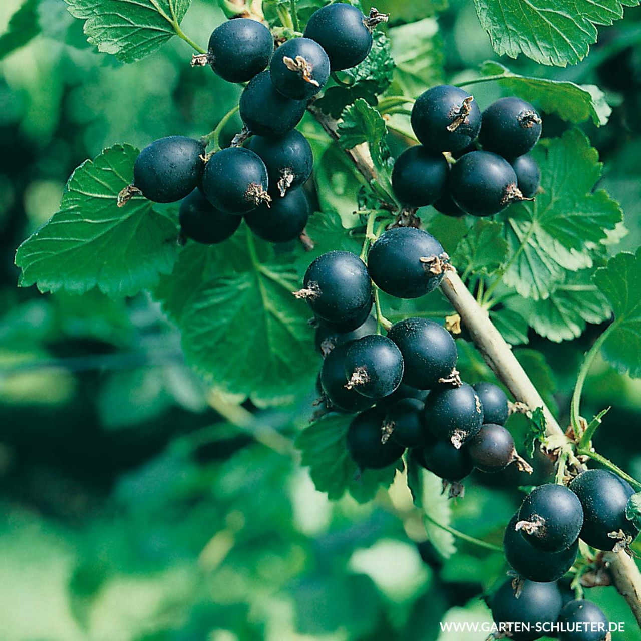 Jostabeere von Garten Schlüter