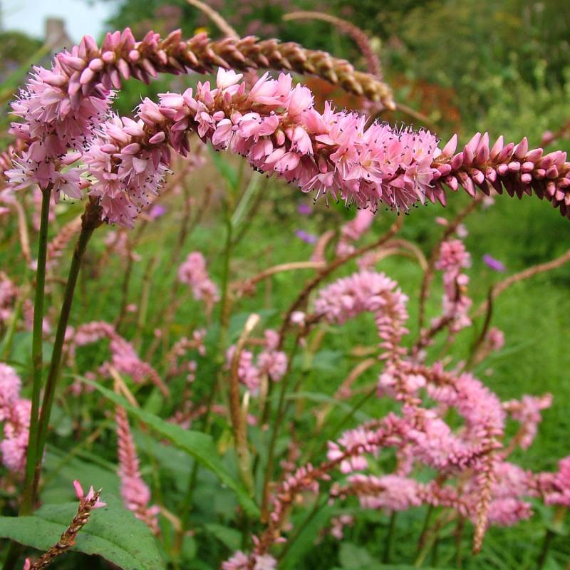 Kerzen-Knöterich &#039;Pink Elephant&#039;  Lieferform: Im 0,5 Liter Topf von Garten Schlüter