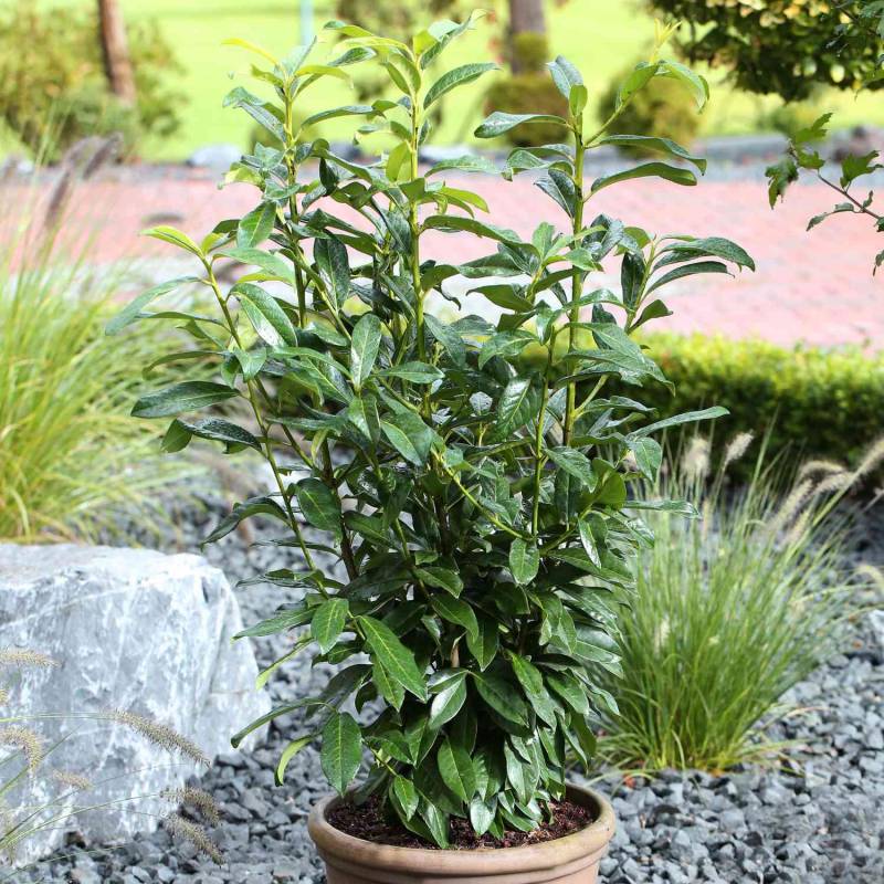 Kirschlorbeer /Lorbeerkirsche &#039;Genolia®&#039;, 7,5 - 10 Liter,125 - 150 cm Liefergröße: 125 - 150 cm von Garten Schlüter