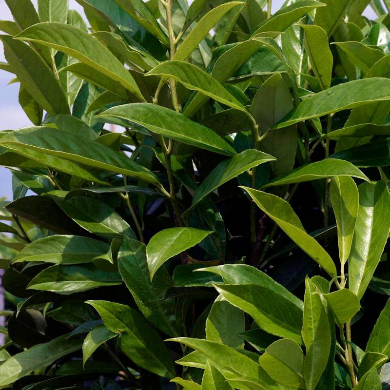 Kirschlorbeer &#039;Caucasica Fontanette®&#039;, 7,5 - 10 Liter, 80 - 100 cm Liefergröße: 80 - 100 cm von Garten Schlüter