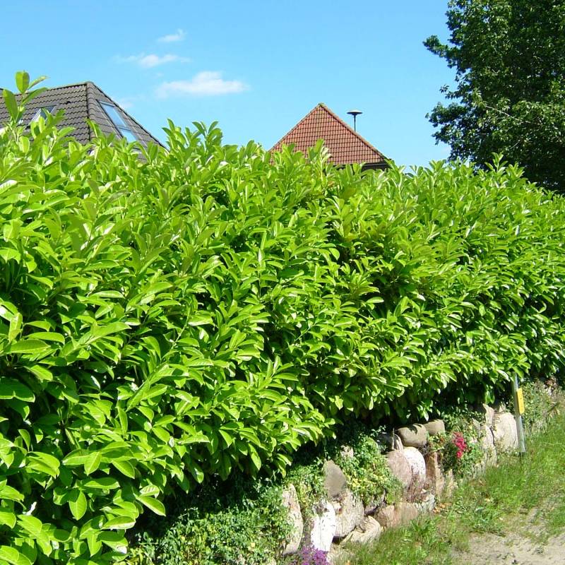 Kirschlorbeer &#039;Caucasica&#039; 5 Liter Container, 80 - 100 cm Liefergröße: 80 - 100 cm von Garten Schlüter