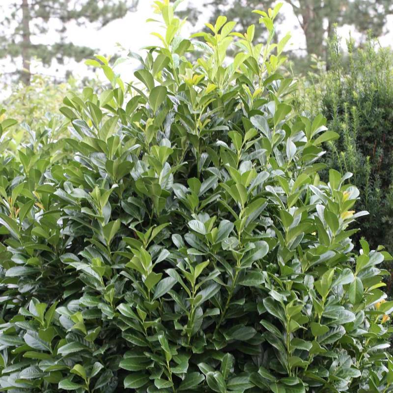 Kirschlorbeer &#039;Etna&#039; C3 30-40 Liefergröße: 30 - 40 cm von Garten Schlüter