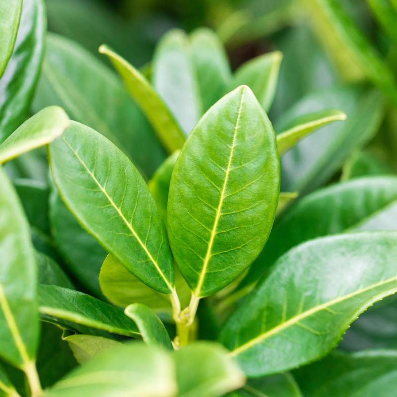 Kirschlorbeer &#039;Green Torch®&#039; C5 80-100 Liefergröße: 80 - 100 cm von Garten Schlüter