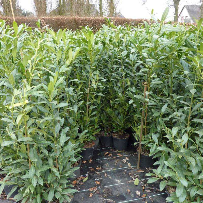 Kirschlorbeer &#039;Herbergii&#039; 3 Liter Container, 40 - 60 cm Liefergröße: 40 - 60 cm von Garten Schlüter