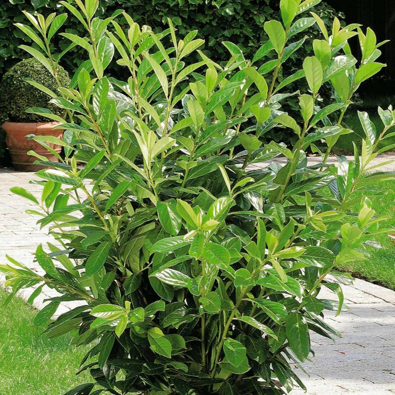 Kirschlorbeer &#039;Novita&#039; 3 Liter Container, 40-60 cm Liefergröße: 40-60 cm von Garten Schlüter