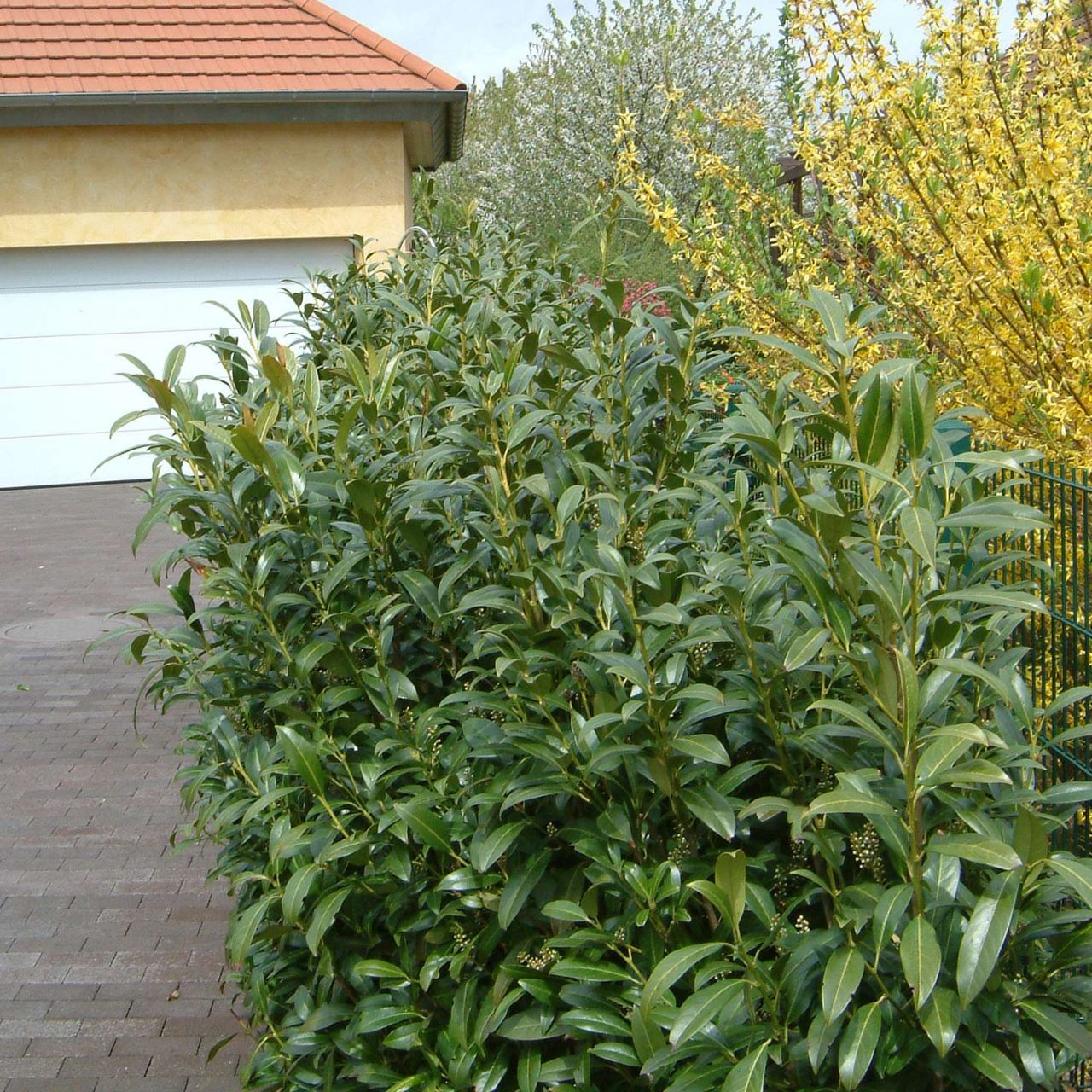 Kirschlorbeer 'Winterstar®' von Garten Schlüter