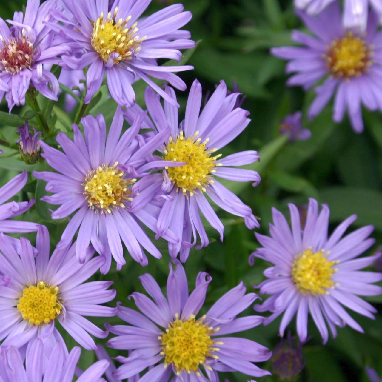 Kissen-Aster 'Blauer Gletscher' von Garten Schlüter