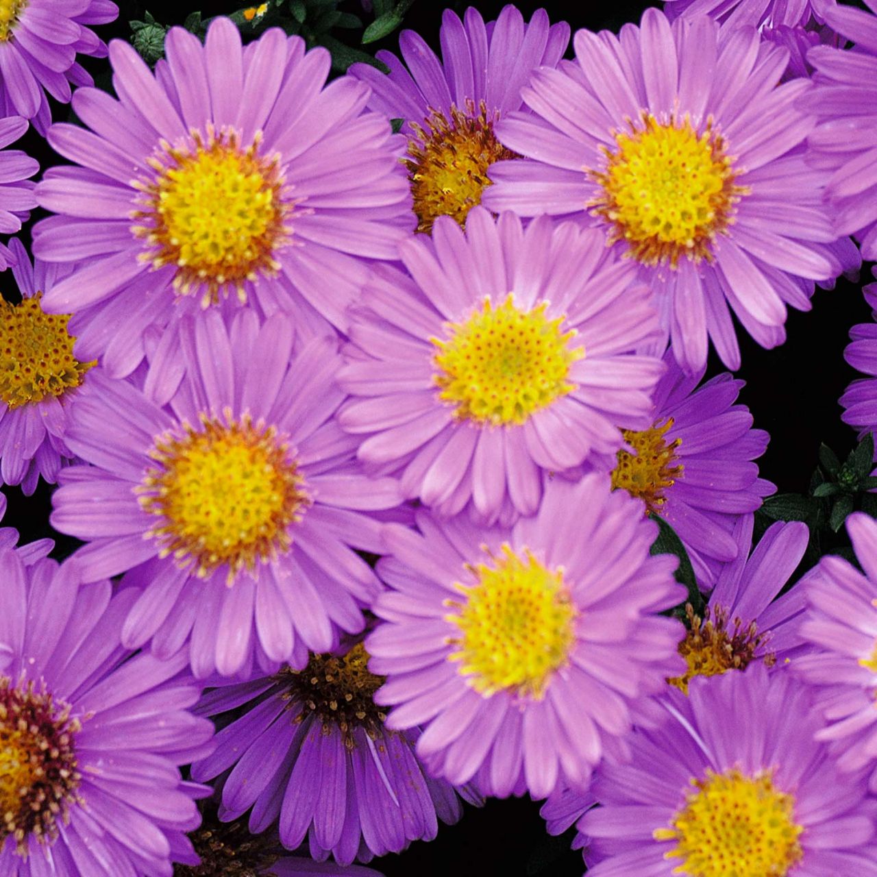 Kissen-Aster 'Rosenwichtel' von Garten Schlüter