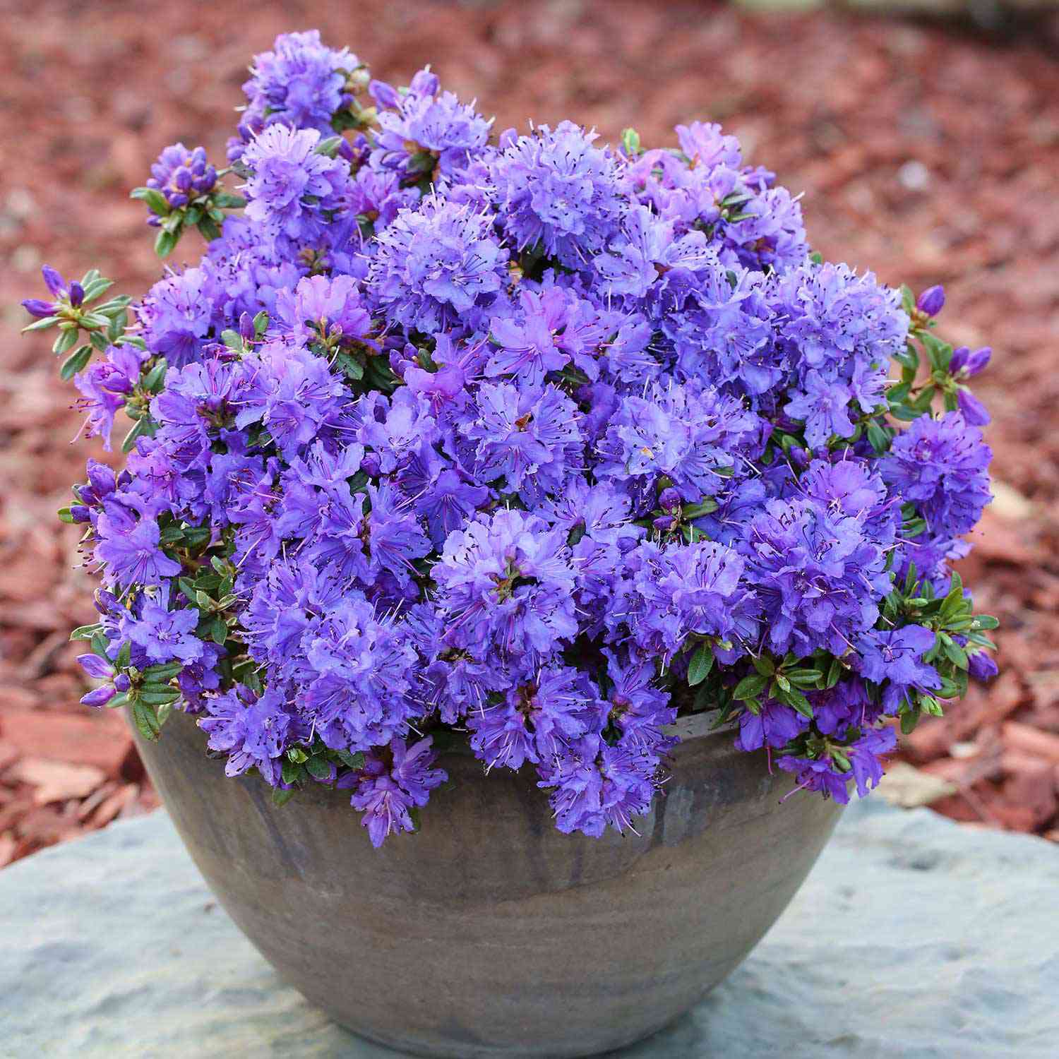 Kleinblättriger Rhododendron 'Saint Merryn' Liefergröße: 25 - 30 cm Kleinblättriger Rhododendron 'Saint Merryn' Liefergröße: 25 - 30 cm von Garten Schlüter