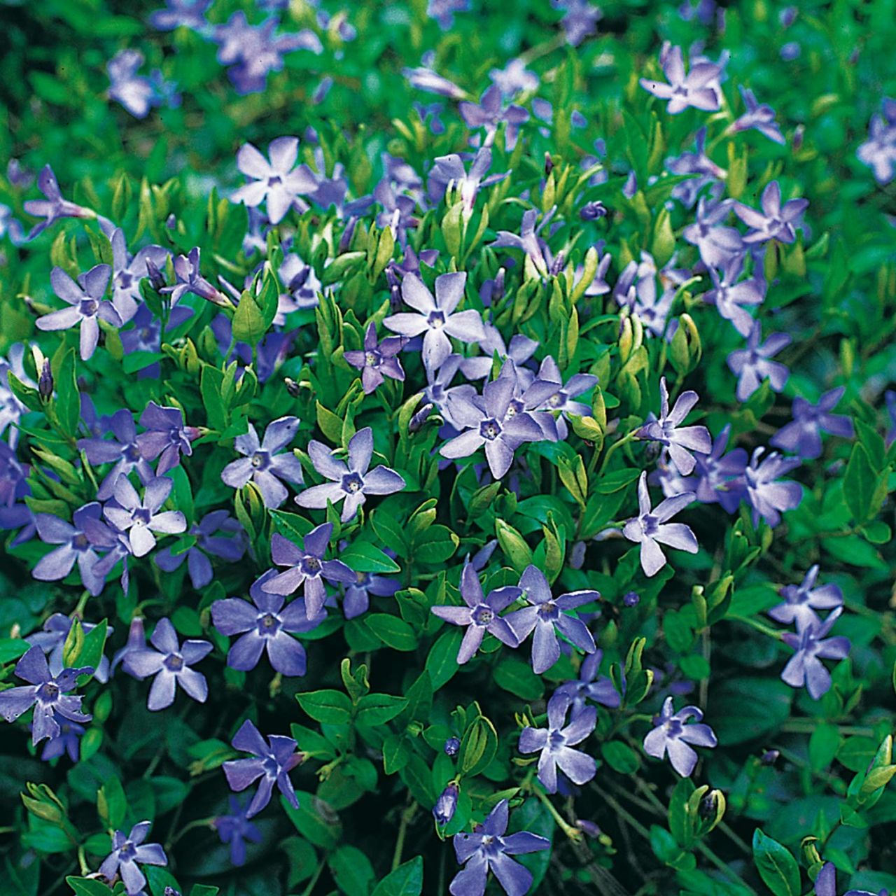 Kleines Immergrün von Garten Schlüter