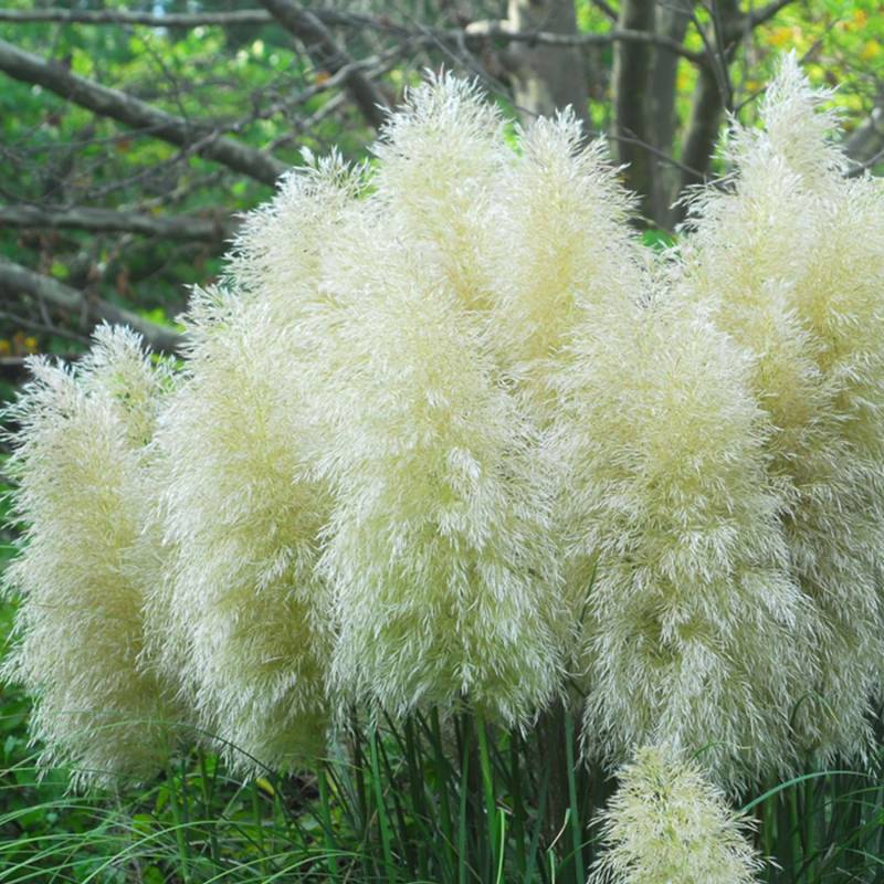 Kleines Pampasgras 'Pumila' 10 Liter Lieferform: Im 10 Liter Topf Kleines Pampasgras 'Pumila' 10 Liter Lieferform: Im 10 Liter Topf von Garten Schlüter