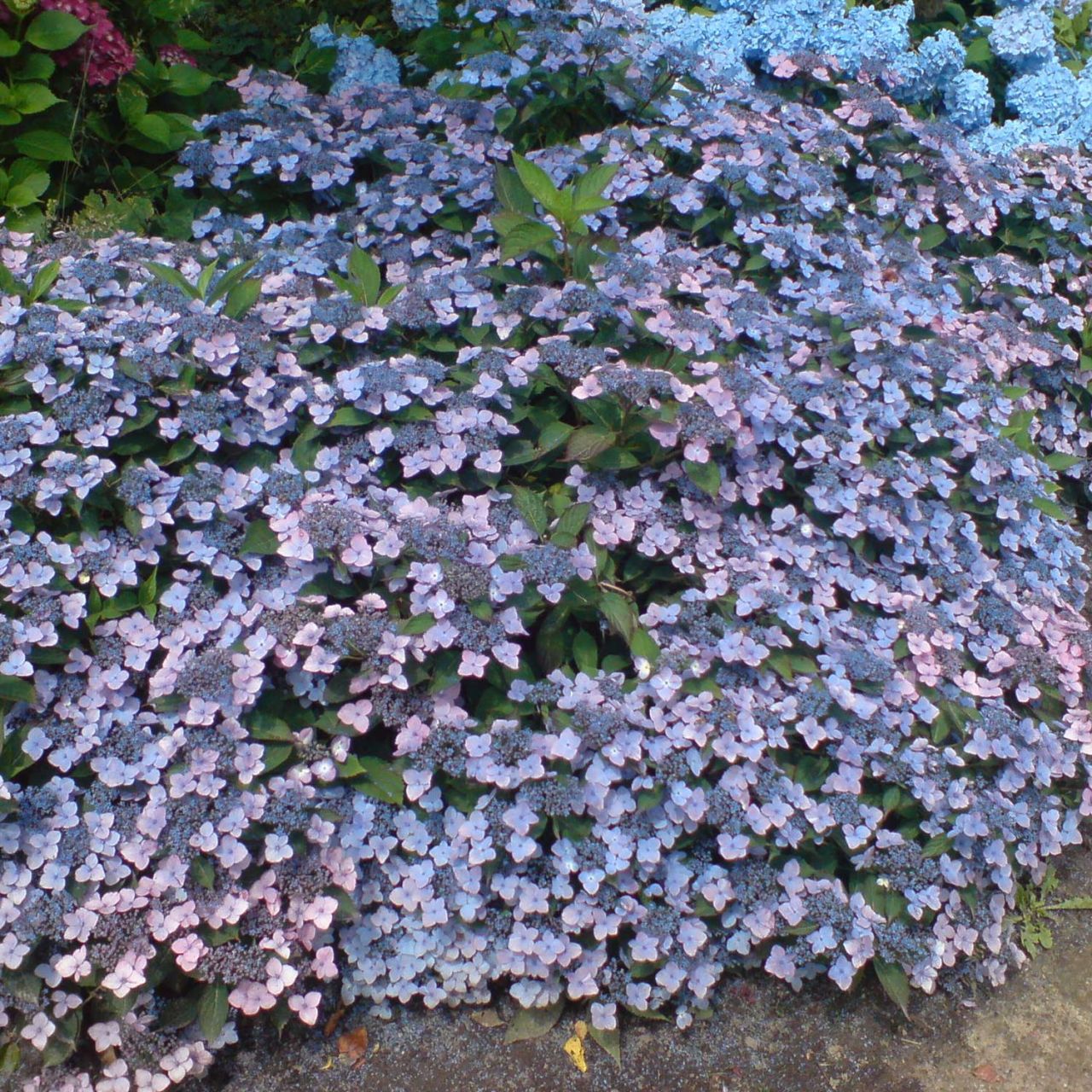 Kleinwüchsige Tellerhortensie 'Koreana' von Garten Schlüter