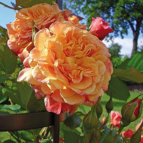 Kletter-Rose Aloha in Rot & Apricot-Rosa Nuancen - Duft Kletterrose Pflanze als Rankhilfe im 5 Liter Container von Garten Schlüter - Pflanzen in Top Qualität Kletter-Rose Aloha in Rot & Apricot-Rosa Nuancen - Duft Kletterrose Pflanze als Rankhilfe im 5 Liter Container von Garten Schlüter - Pflanzen in Top Qualität von Garten Schlüter