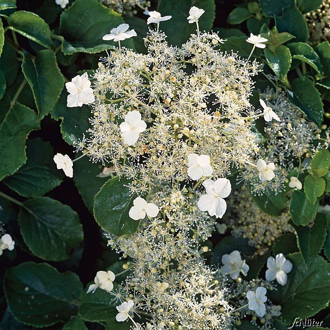 Kletterhortensie von Garten Schlüter