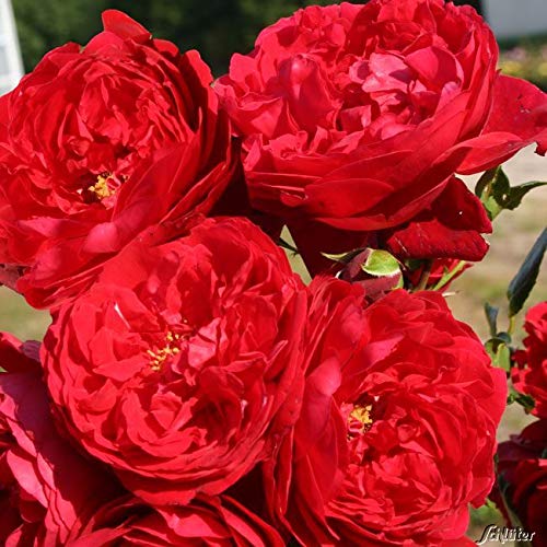 Kletterrose Florentina in Rot - Kletter-Rose winterhart - Pflanze für Rankhilfe im 5 Liter Container von Garten Schlüter - Pflanzen in Top Qualität Kletterrose Florentina in Rot - Kletter-Rose winterhart - Pflanze für Rankhilfe im 5 Liter Container von Garten Schlüter - Pflanzen in Top Qualität von Garten Schlüter