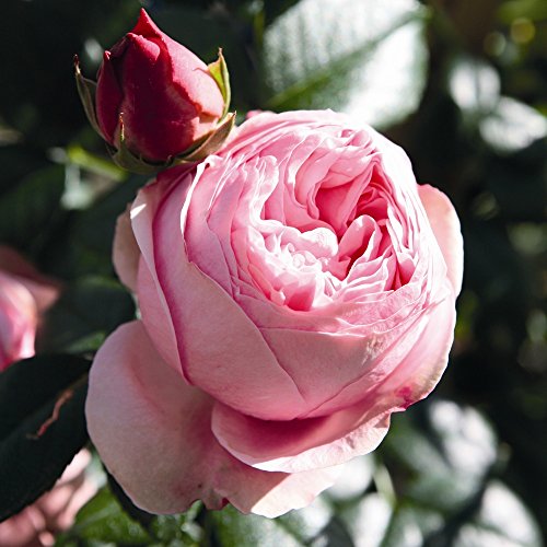 Kletterrose Giardina in Rosa - Kletter-Rose Nostalgie winterhart & duftend - Pflanze für Rankhilfe im 5 Liter Container von Garten Schlüter - Pflanzen in Top Qualität von Garten Schlüter