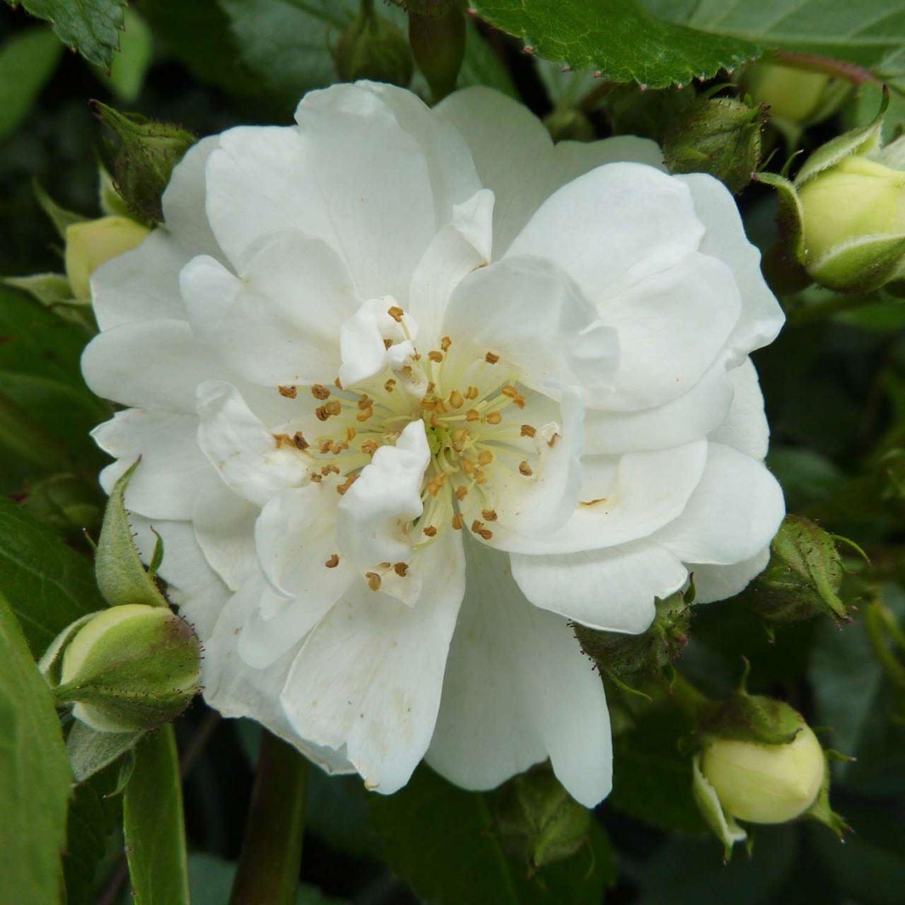 Kletterrose 'Guirlande d'Amour' - ADR-Rose von Garten Schlüter