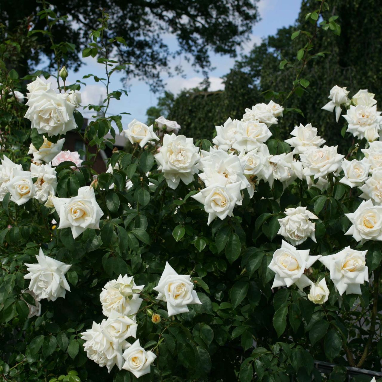 Kletterrose 'Ilse Krohn®' von Garten Schlüter