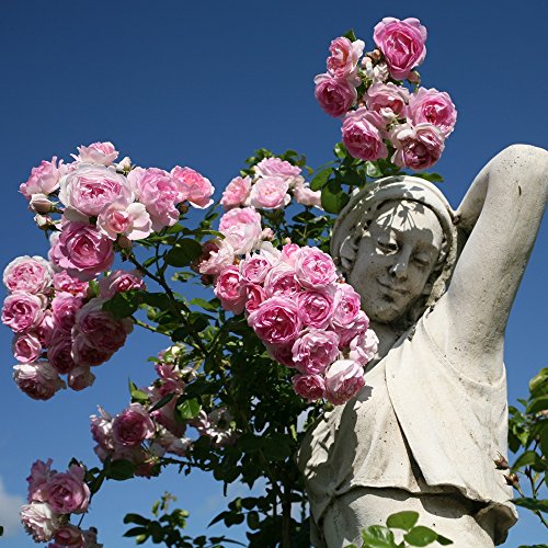 Kletterrose Jasmina in Violett-Rosa - ADR Kletter-Rose Nostalgie duftend - Pflanze für Rankhilfe im 5 Liter Container von Garten Schlüter - Pflanzen in Top Qualität von Garten Schlüter