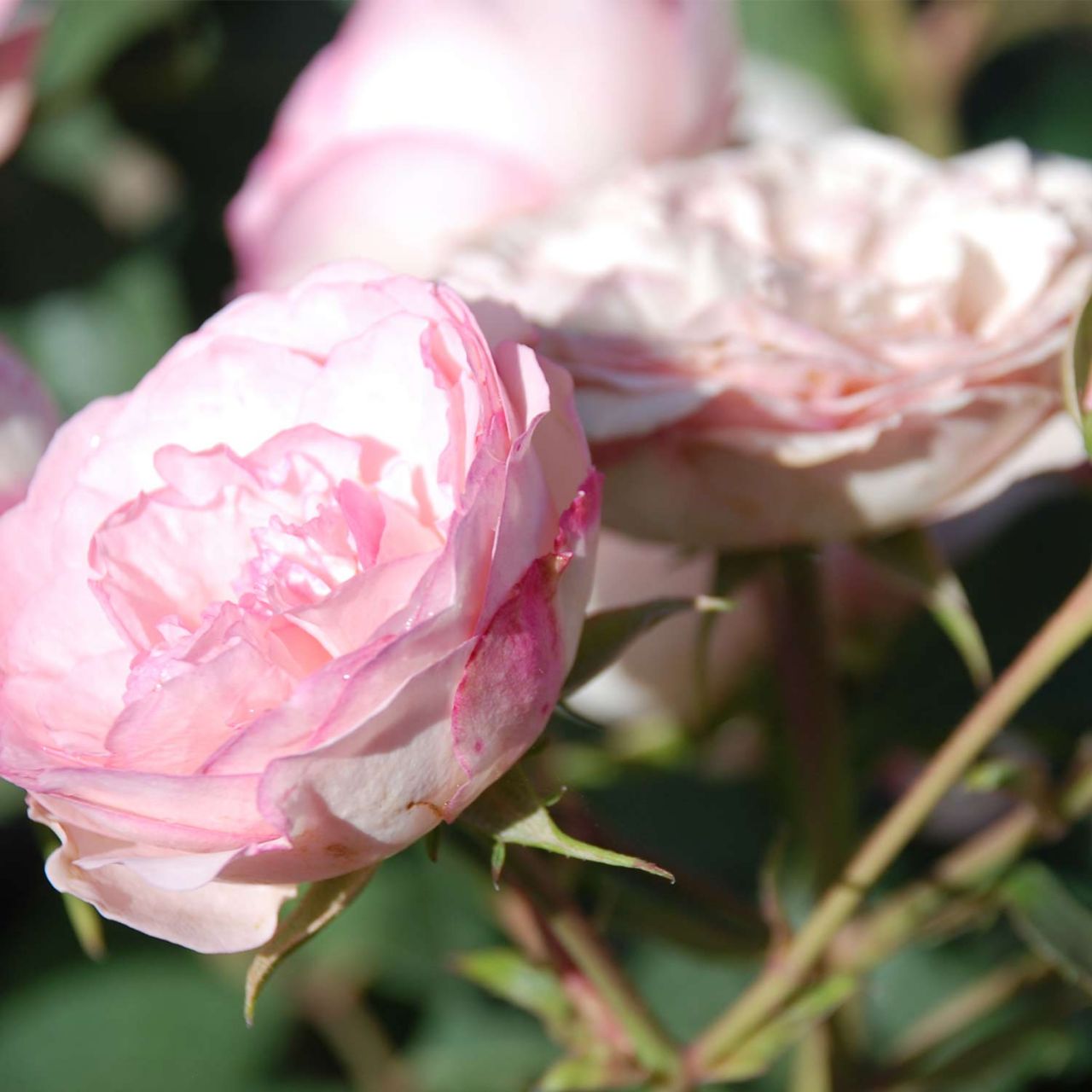 Kletterrose 'Mini Eden Rose®' von Garten Schlüter