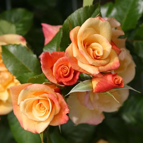 Kletterrose Moonlight in Kupfer-Gelb - Rosa - Kletter-Rose winterhart & duftend - Pflanze für Rankhilfe im 5 Liter Container von Garten Schlüter - Pflanzen in Top Qualität von Garten Schlüter