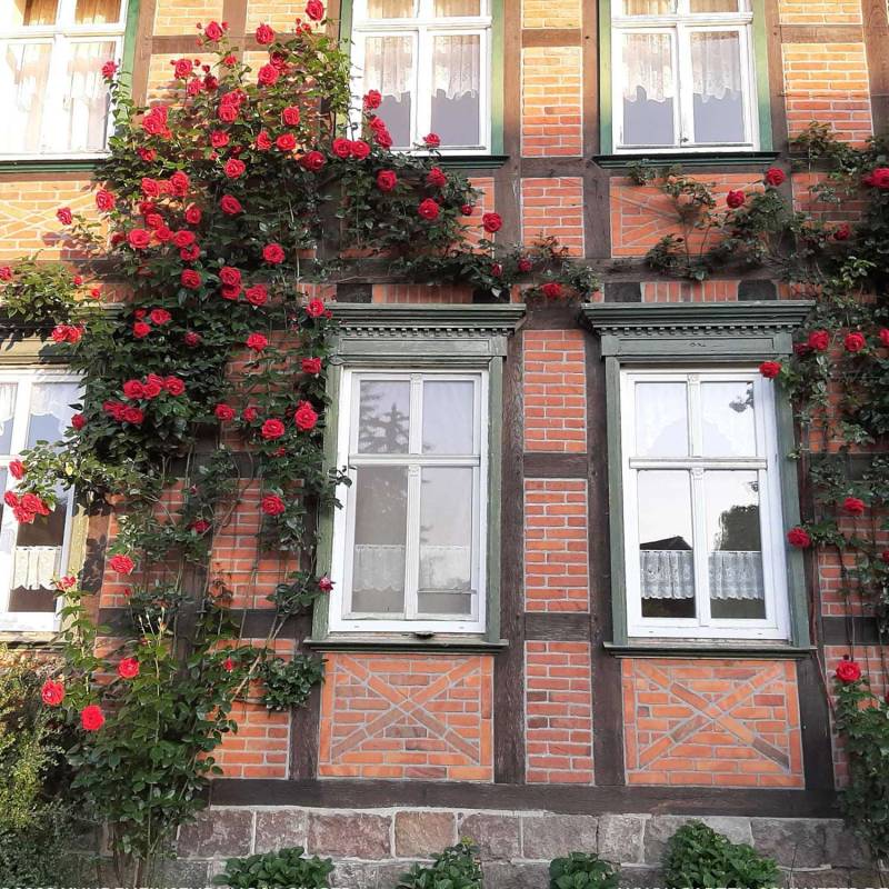Kletterrose &#039;NIRPorizon® Red Flame®&#039;, Wurzelnackte Pflanze, A-Qualität, 3 starke Triebe Lieferform: wurzelnackte Pflanze in A-Qualität, mindestens 3 Triebe von Garten Schlüter