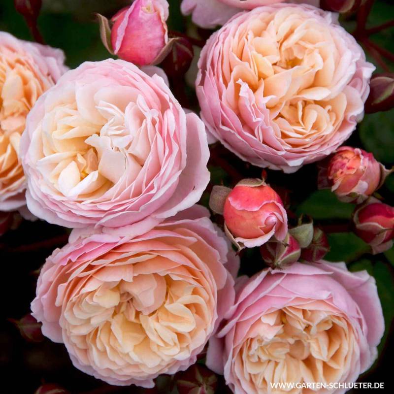Kletterrose &#039;New Dreams®&#039;, Wurzelnackte Pflanze, 2 - 3 Triebe, A-Qualität Liefergröße: mindestens 3 starke Triebe - A-Qualität von Garten Schlüter