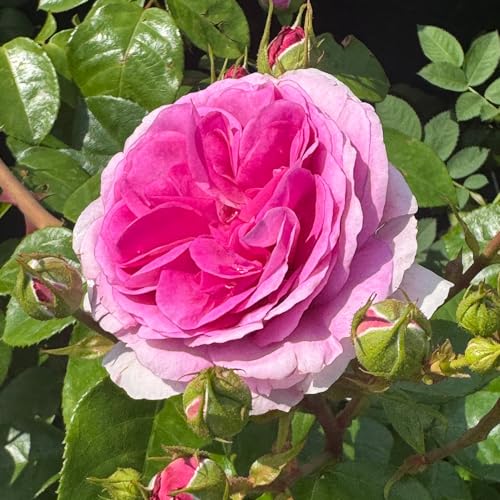 Kletterrose ‘Ozeana’® – Fliederfarbene Gefüllte Schalenblüten • Öfterblühend Juni–Oktober • Intensiv duftend • 5 L Topf - Trockenheitsresistent von Garten Schlüter