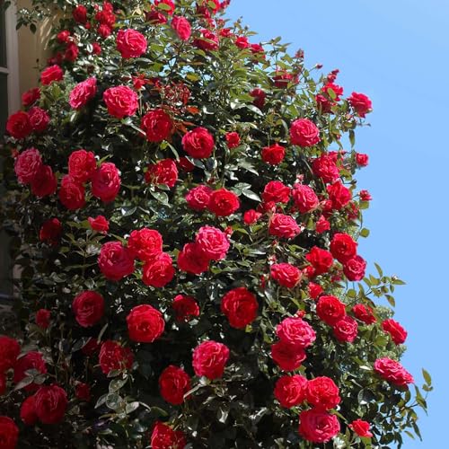 Kletterrose Red Flame in Rot - Kletter-Rose winterhart, stark duftend - Pflanze für Rankhilfe im 5 Liter Container von Garten Schlüter - Pflanzen in Top Qualität von Garten Schlüter