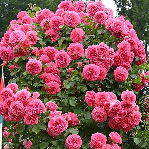 Kletterrose Rosarium Uetersen in Rosa - Kletter-Rose winterhart & duftend - Strauchrose, Pflanze für Rankhilfe im 5 Liter Container von Garten Schlüter - Pflanzen in Top Qualität von Garten Schlüter