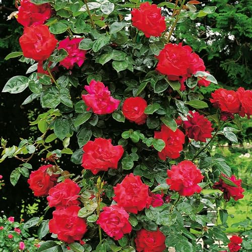 Kletterrose Santana - Kletter-Rose winterhart & duftend - Pflanze für Rankhilfe im 5 Liter Container von Garten Schlüter - Pflanzen in Top Qualität Kletterrose Santana - Kletter-Rose winterhart & duftend - Pflanze für Rankhilfe im 5 Liter Container von Garten Schlüter - Pflanzen in Top Qualität von Garten Schlüter