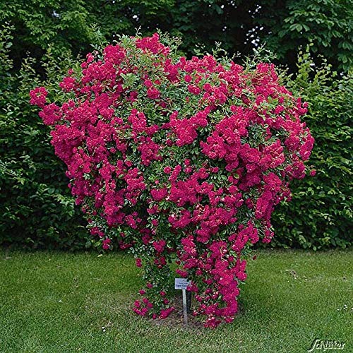 Kletterrose Super Excelsa in Pink bis Rot - Kletter-Rose winterhart - Pflanze für Rankhilfe im 5 Liter Container von Garten Schlüter - Pflanzen in Top Qualität von Garten Schlüter