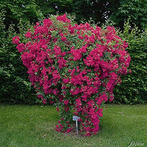 Kletterrose Super Excelsa in Pink bis Rot - Kletter-Rose winterhart - Pflanze für Rankhilfe im 5 Liter Container von Garten Schlüter - Pflanzen in Top Qualität Kletterrose Super Excelsa in Pink bis Rot - Kletter-Rose winterhart - Pflanze für Rankhilfe im 5 Liter Container von Garten Schlüter - Pflanzen in Top Qualität von Garten Schlüter