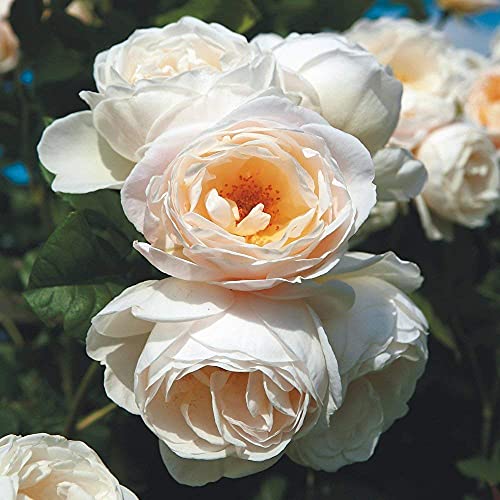Kletterrose Uetersener Klosterrose creme-weiß - Kletter-Rose duftend - Pflanze für Rankhilfe im 5 Liter Container von Garten Schlüter - Pflanzen in Top Qualität Kletterrose Uetersener Klosterrose creme-weiß - Kletter-Rose duftend - Pflanze für Rankhilfe im 5 Liter Container von Garten Schlüter - Pflanzen in Top Qualität von Garten Schlüter