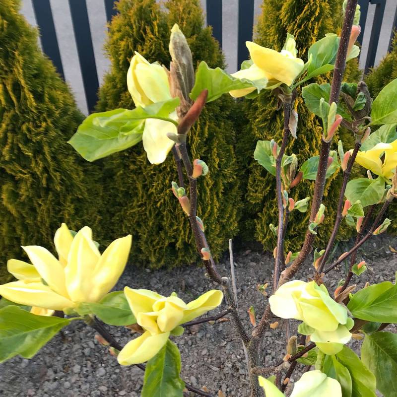 Königs-Magnolie 'Blue Opal', 5 - 7,5 Liter, 60 - 80 cm Liefergröße: 60 - 80 cm Königs-Magnolie 'Blue Opal', 5 - 7,5 Liter, 60 - 80 cm Liefergröße: 60 - 80 cm von Garten Schlüter