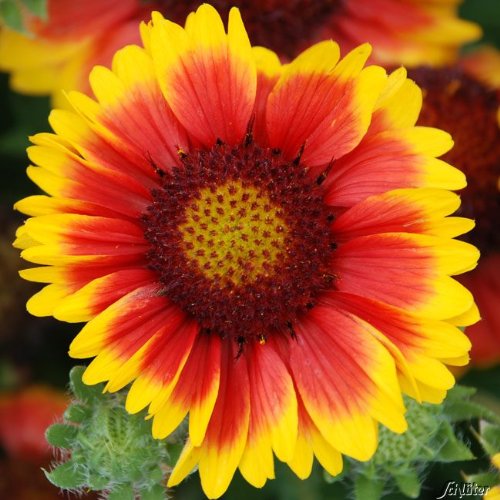 Kokardenblume 'Arizona Sun' (Gaillardia aristata) - 1 Pflanze von Garten Schlüter