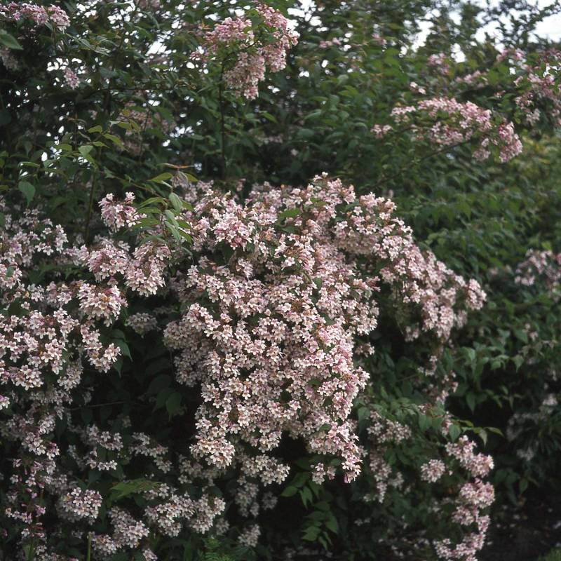 Kolkwitzie - Perlmuttstrauch 'Rosea' C3 60 - 80 cm Liefergröße: 60 - 80 cm Kolkwitzie - Perlmuttstrauch 'Rosea' C3 60 - 80 cm Liefergröße: 60 - 80 cm von Garten Schlüter