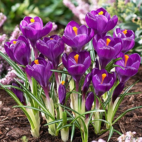 Krokus Zwiebeln Flower Record - 10 Blumenzwiebeln (Crocus) - Krokusse zum Pflanzen, mehrjährig, winterhart mit Blumen-Blüten in lila-violett von Garten Schlüter von Garten Schlüter