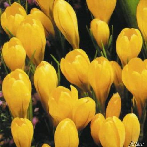 Krokus Zwiebeln Golden Yellow - 10 Blumenzwiebeln (Crocus) - Krokusse zum Pflanzen, mehrjährig, winterhart mit Blumen-Blüten in gold-gelb von Garten Schlüter von Garten Schlüter