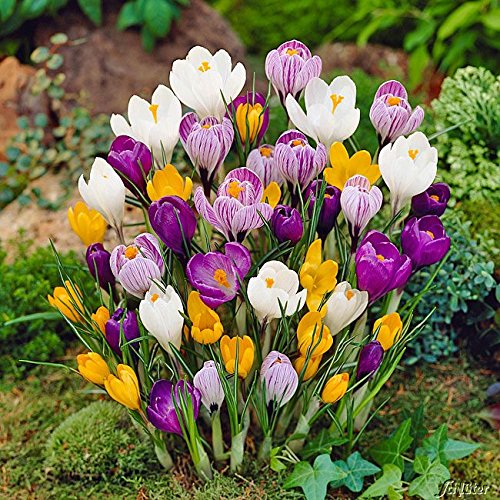 Krokus Zwiebeln Mischung - 30 Blumenzwiebeln (Crocus) - Krokusse zum Pflanzen, mehrjährig, winterhart mit Blumen-Blüten in weiß-violett gestreift, gelb, lila, weiß und blau-weiß von Garten Schlüter von Garten Schlüter