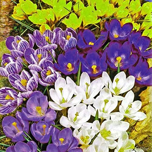 Krokus Zwiebeln Mischung - 60 Blumenzwiebeln (Crocus) - Krokusse zum Pflanzen, mehrjährig, winterhart mit Blumen-Blüten in weiß-violett gestreift, gelb, lila, weiß und blau-weiß von Garten Schlüter von Garten Schlüter