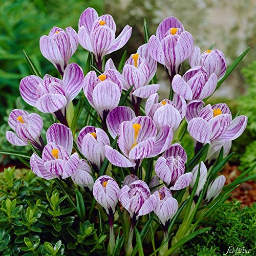 Krokus Zwiebeln Pickwick - 10 Blumenzwiebeln (Crocus) - Krokusse zum Pflanzen, mehrjährig, winterhart mit Blumen-Blüten in weiß-lila gestreift von Garten Schlüter von Garten Schlüter