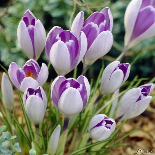 Krokus Zwiebeln Vanguard - 10 Blumenzwiebeln (Crocus) - Krokusse zum Pflanzen, mehrjährig, winterhart mit Blumen-Blüten in sehr zartem lila außen und dunklem lila innen von Garten Schlüter von Garten Schlüter