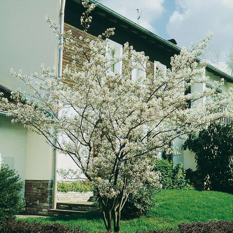 Kupfer-Felsenbirne C3 40 - 60 cm Liefergröße: 40 - 60 cm von Garten Schlüter