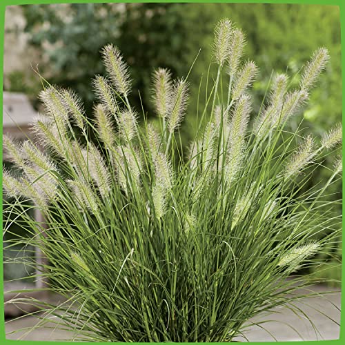 Lampenputzergras 'Hameln' Lampenputzergras 'Hameln' von Garten Schlüter