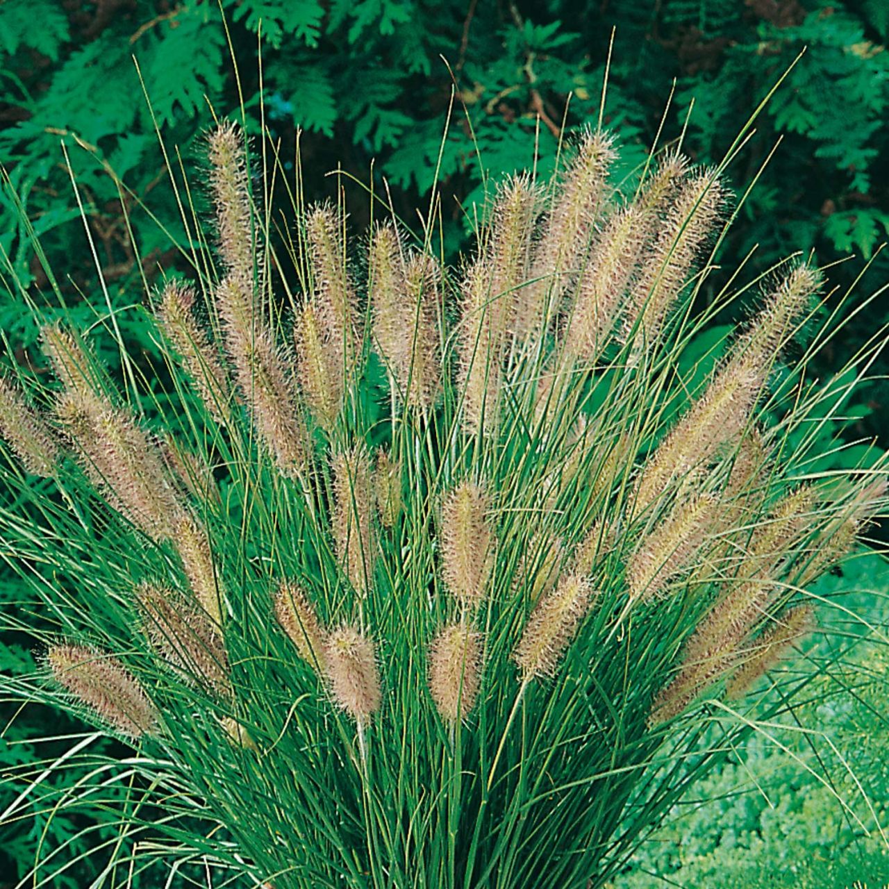 Lampenputzergras 'Hameln' von Garten Schlüter