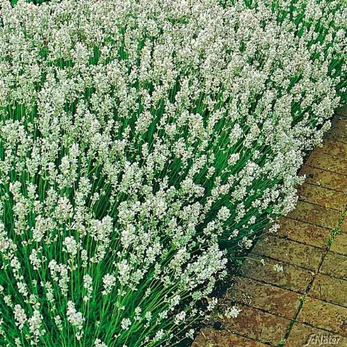 Lavendel 'Alba' Lavandula angustifolia - 3 winterharte Pflanzen im Topf mit leuchtend weißen Blüten als Hecke oder Busch - von Garten Schlüter - Pflanzen in Top Qualität von Garten Schlüter